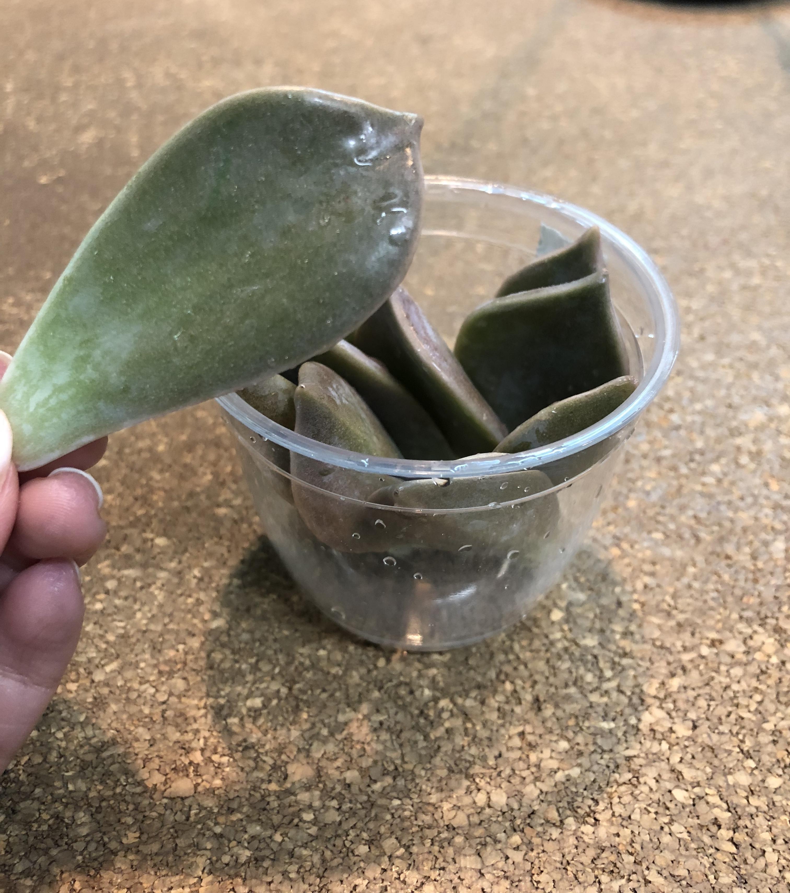 松井愛と小原正子のあさカツ Mbsラジオ Am1179 Fm90 6