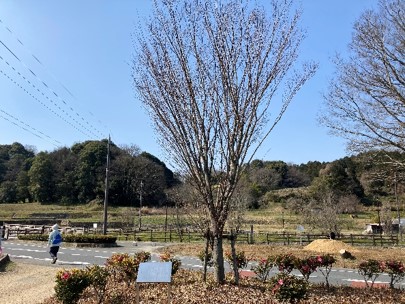 ラジオウォーク 30周年のときの記念植樹2